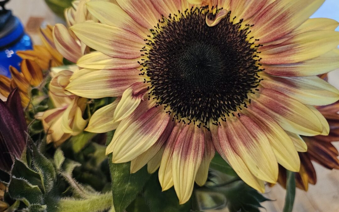 Sunflower up close