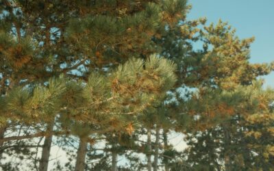 May 2025 Newsletter